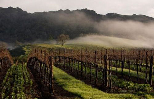 Enchanting Sonoma Wine Country Retreat 3BD2BA - Foto 6