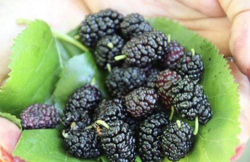 Agriturismo Vulcano - Foto 118