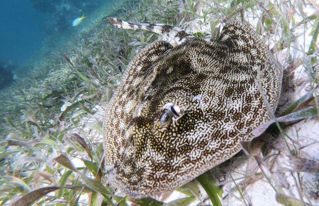 Snorkelling in Mahahual - Foto 6