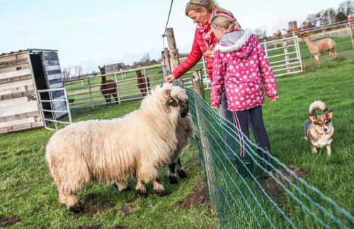 Bungalow auf Ferienhof Janssen - Photo 14