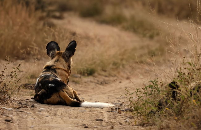 Simbavati River Sands - Photo 16