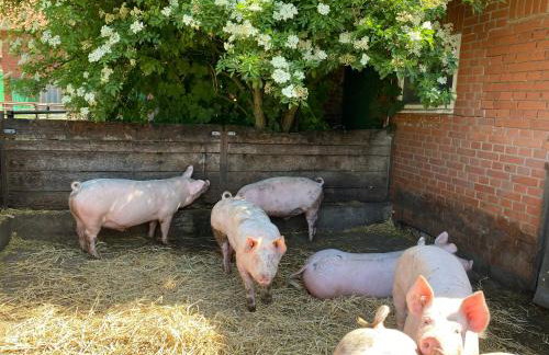 Neulandhof Spöring - Foto 18