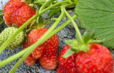 Agriturismo Corte Cea - Foto 3