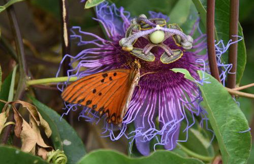 MelBliss Gostoso - Foto 80