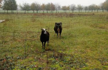Ferienhof Idyll am kleinen Fließ - Foto 23