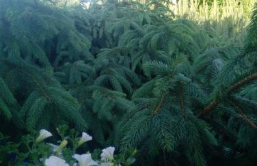 Apartament z ogrodem - Wiejska Chata - Foto 16