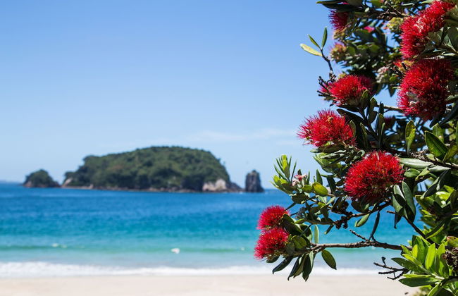 Hahei Beach Resort - Foto 51