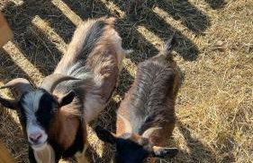 Quintinha de Sá - Foto 32