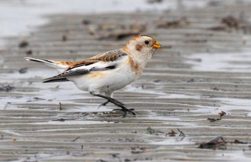 Studio mit Meerblick auf die Robbenbänke von Norderney, geschützter Südwestbalkon - Foto 22