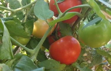 Sea View Villa with 4 bedrooms - grECOrama - Foto 19