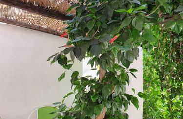 Stromboli Vacanze - Foto 79