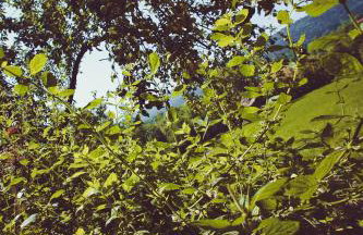 Miętowy Anioł - Foto 47