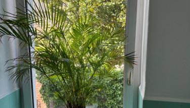 Koelsche Kluengel - Foto 4, Garden view