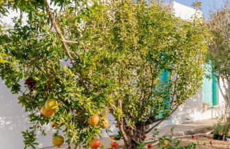 Xerolithia Guesthouse - Photo 51