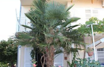 Apartments Miriam Srima - Foto 38