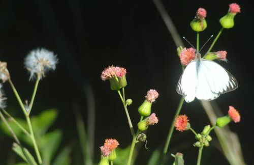 JoaquinaHouse Paraíso exclusivo, acesso a praia - Foto 9