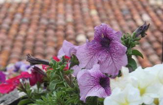 Cal Rosetó - Foto 28