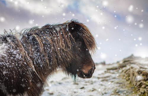 Voortrekker Shetland Holiday Apartments - Foto 27