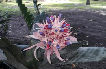 Refúgio das bouganvillea - Foto 22