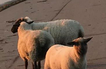 Apartment CAPTAIN'S LODGE - Foto 37