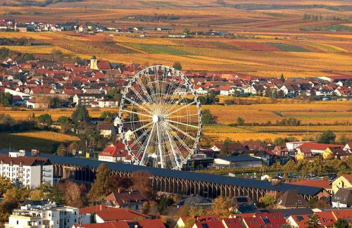 Unter den Reben - Foto 32