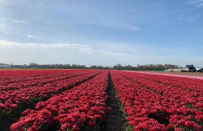 Holiday Home Near Noordwijk Beach - Foto 43