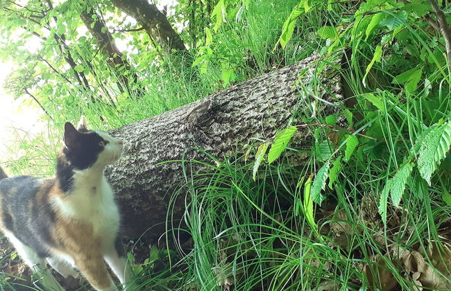 Retreat Holiday in Cozy Traditional House - Photo 40