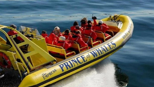 Avistamiento de ballenas en zodiac en Victoria - Tour de medio día en grupo reducido - Foto 4