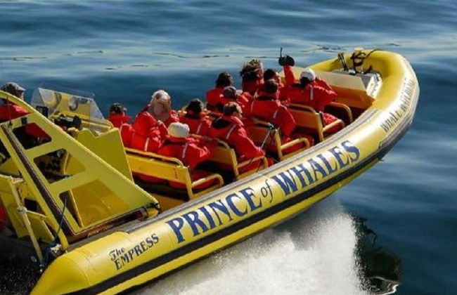 Victoria Zodiac Whale Watching - Croisière d'une demi-journée en petit groupe - Photo 4