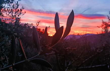 Agriturismo Monaci Templari - Foto 105