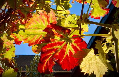 DIE FeWo Bleicherode zwischen Harz und Kyffhäuser - Foto 35