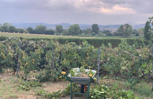 Tuscany Heritage Exclusive - La Ceppa - Foto 24
