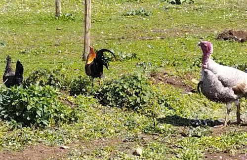 Nid du merle avec sauna et jacuzzi privatif - Foto 45