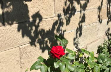 Blackbird´s Nest - Foto 32