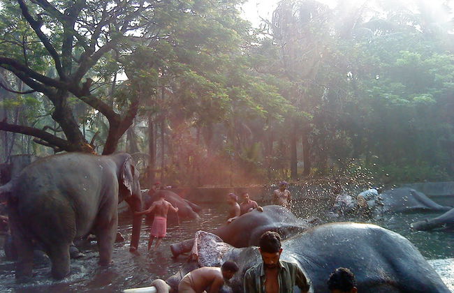 Guruvayur e passeio com elefantes - Foto 1