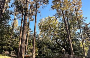 The Nest Serene Sanctuary w Hot Tub Fireplace Grill Hammock Outdoor Fire Feature Fully Fenced Yard AC Pets Ok - Foto 47