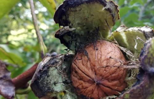 Calme et sérénité au gîte des hortensias - Foto 38