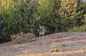 Domki Rekreacyjne "Błękitne Wzgórze" - Foto 74