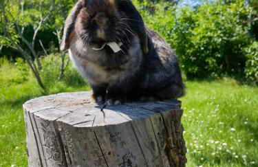 Exquisite tiny house with garden and air con - between Paris-Disneyland - 3mins from train station - Foto 23