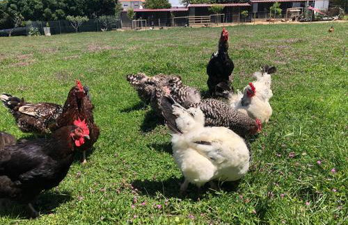 Casa dos meus avós -Villas - Gaia & Porto - Foto 59