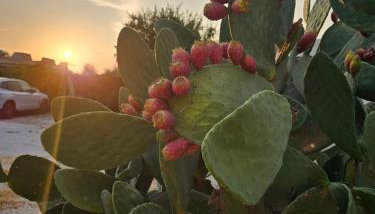 Villa Merilusi Apartments - Foto 2