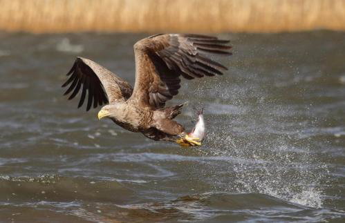Kopice " Kowalczyk In Nature Parks Blue Velo" - Foto 43