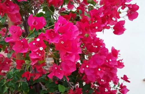 Magical VILLA CASA KOI in Sao Bras de Alportel - Foto 15