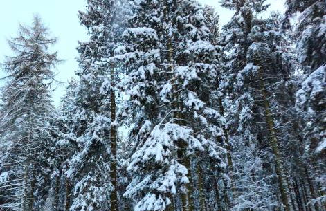 Gästewohnung Urfttalsperre - Photo 32