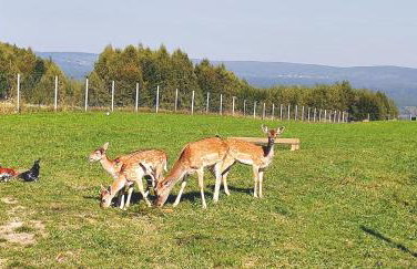 Agroturystyka Grafit - Foto 18