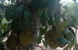 Sitio Esquina da Serra - Foto 34