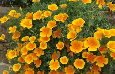 Finca Vistas al Teide con jacuzzi, wifi y TV satélite - Foto 46