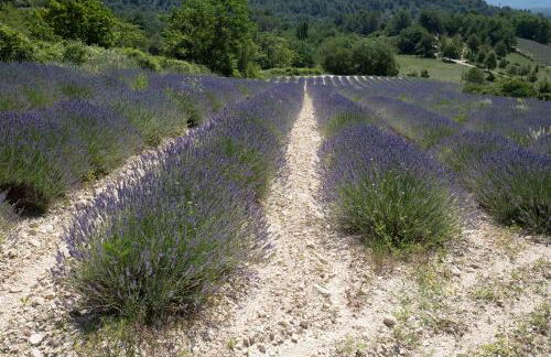 Maison de campagne La Teranga au coeur du Luberon - Photo 14