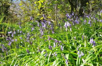 Wisteria Barn, Trewethen, Nr Port Isaac - Foto 24