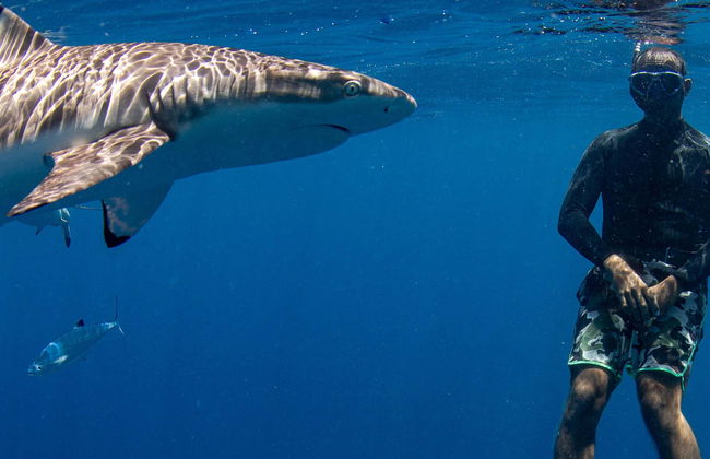 Snorkel con tiburones + Barco hundido - Foto 1